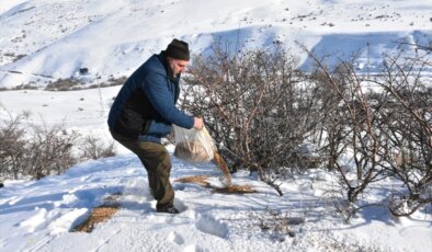 Erzurum’da Karlı Araziye Yem Bırakma Çalışmaları