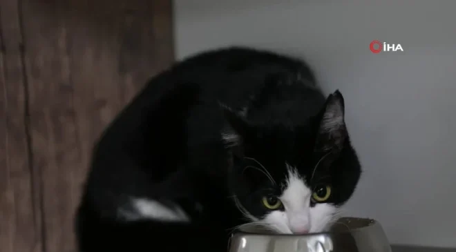 Mersin’de saplandığı demirden kurtarılan kedi sağlığına kavuştu