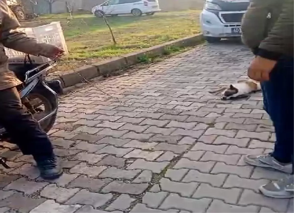Balıkesir’de Köpeğini Sürükleyen Kişiye Ceza